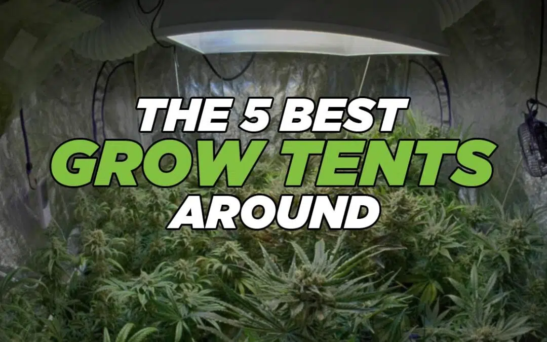 The 5 Best Grow Tents Around